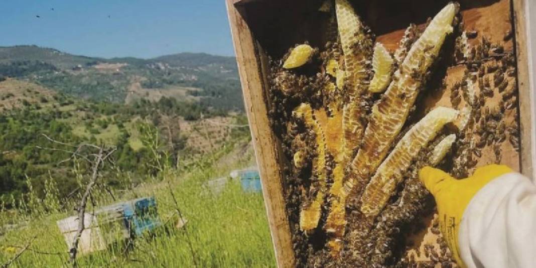 Kilosu 1.500 TL’den satılıyor! Cep dolduran hasat başladı 3